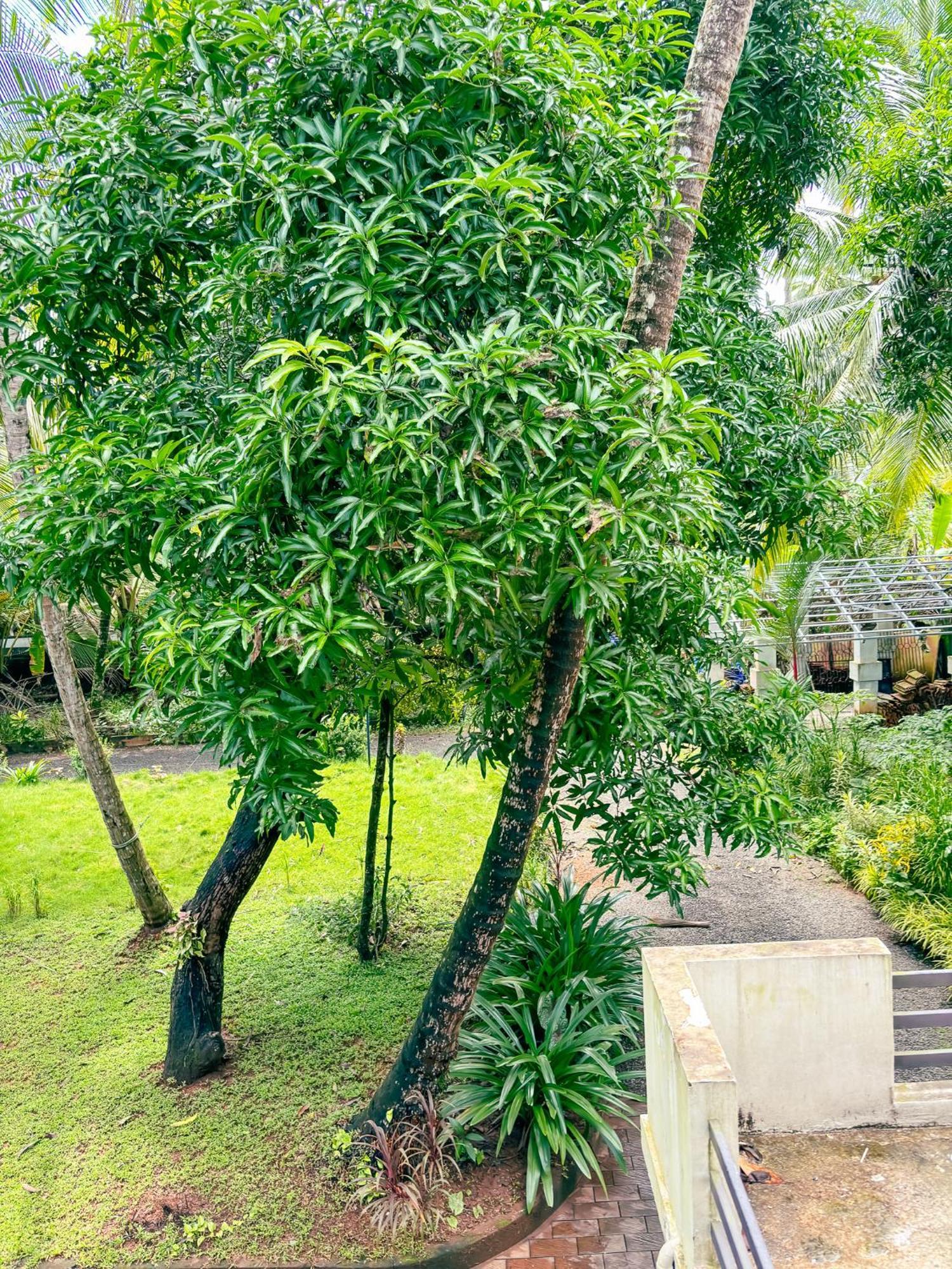 Kadalundi Heritage Acomodação com café da manhã Vallikkunnu Exterior foto